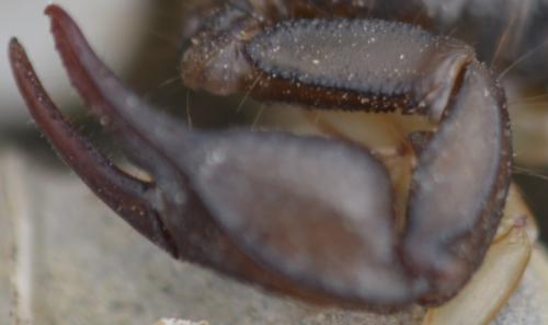 Euscorpius sp.